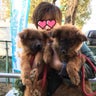 大阪の野犬なくし隊(ちょきちょき)のプロフィール