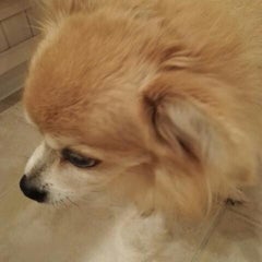 徒然ママのプロフィール