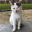 画像 沖縄の保護子猫と外猫たちの記録　のユーザープロフィール画像