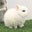 うさぎ専門店・うさぎブリーダー White Rabbitのブログ