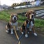画像 ビーグル犬 ターボと葵  ボちボちライフのユーザープロフィール画像