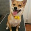 画像 愛犬リンちゃんとの生活のユーザープロフィール画像