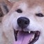 柴犬(どんちゃん)&飼い主の私withヒーラーのあべゆうこさんのサムネイル