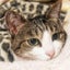 画像 サリトテ猫ハ唄イ踊ルのユーザープロフィール画像