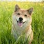画像 kaz(博多の柴犬)のブログのユーザープロフィール画像