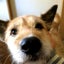 画像 保護犬ダイちゃん(大麦ちゃん)  里親さん募集中！のユーザープロフィール画像