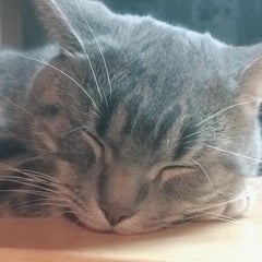 はぴのプロフィール