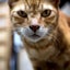 画像 野良猫の独り言のユーザープロフィール画像