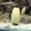 たまこのサムネイル