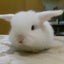 うさうさのサムネイル