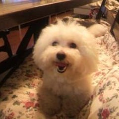 mocopapaのプロフィール