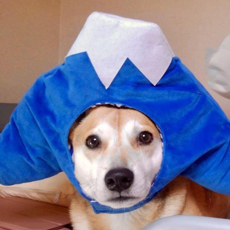 グルテンフリーって本当に良いの？ 犬と猫と暮らせば