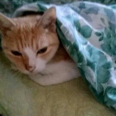 キウィのプロフィール