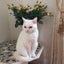 白ねこプリンのサムネイル
