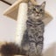 Gatto Liberoのサムネイル