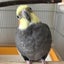 nanairo-okameinkoのサムネイル