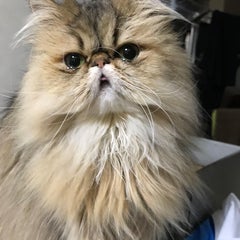 マーキーのプロフィール