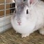 りぼん☆のサムネイル