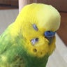 インコババーのプロフィール