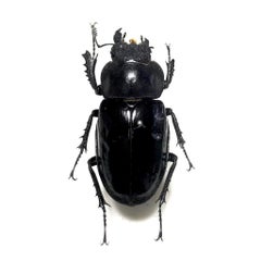 大黒のプロフィール