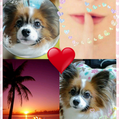 Pink Dolphin Love Seaのプロフィール