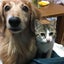 画像 保護猫デールとマリーと、ときどきチップのブログ。のユーザープロフィール画像