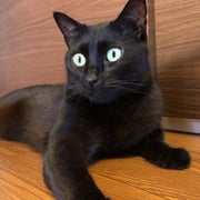ｻﾄﾁﾝ。のおすすめなモノたち。のサムネイル