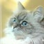 画像 サイベリアン猫♀との探り合い生活のユーザープロフィール画像