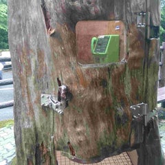 ひばりのプロフィール