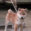 小梅パパのサムネイル