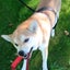 画像 柴犬麦と保護犬まりもの散歩道のユーザープロフィール画像