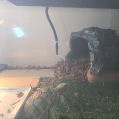 1 21 ギリシャリクガメの飼育環境 衣装ケース 爬虫類 亀 カブカブ リクリク イシコ日記 1 21 ギリシャリクガメの飼育環境 衣装ケース 爬虫類 亀 カブカブ リクリク イシコ日記