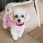 画像 yuu.の日々の気ままなblog「愛犬」と「難病」でも楽しく生きる♡のユーザープロフィール画像