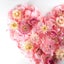 画像 誕生花の「花ことば」のユーザープロフィール画像