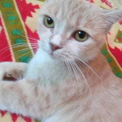 kokokinakoのプロフィール