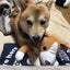 銀太と韓国に夢中🇰🇷のサムネイル