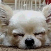 goocyobiのおすすめのサムネイル