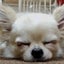 goocyobiのサムネイル