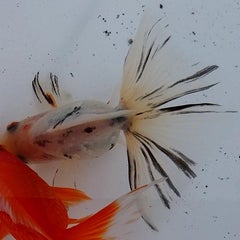 蜻蛉玉のプロフィール