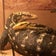 CARNIVORE reptiles