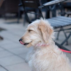 カイマナヒラのプロフィール