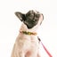 画像 犬のしつけハグ　Dog-HAGUのユーザープロフィール画像