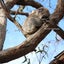 Apricot Australiaのサムネイル