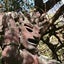 尼津彦のサムネイル