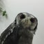 ［コノハ］のサムネイル