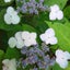 画像 hydrangea～紫いろと青いろ～のユーザープロフィール画像