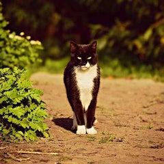一匹猫のプロフィール