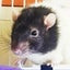 はなやまのサムネイル