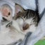 画像 日本中が猫と私の庭のユーザープロフィール画像