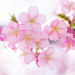さくら。のプロフィール
